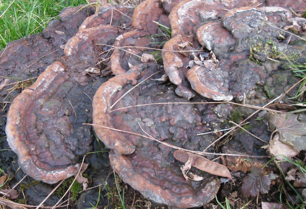 su ceppaia di Robinia, credo un Ganoderma (G. resinaceum)